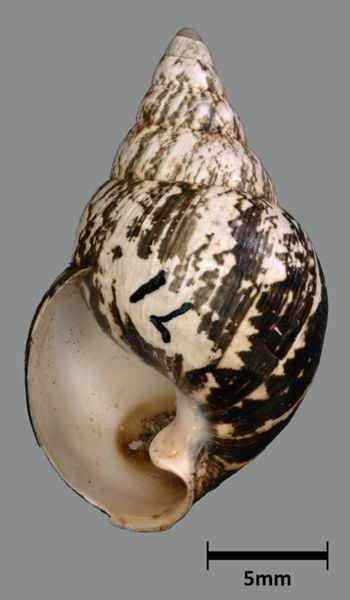 Media type: image;   Malacology 39886 Aspect: apertural